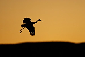 Images Dated 1st December 2009: Sandhill Crane (Grus canadensis) landing at sunset, New Mexico