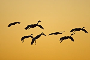 Sandhill Crane (Grus canadensis) landing at sunset, New Mexico