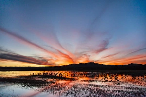 Sleeping Prints: Sandhill Crane (Grus canadensis) on roost marsh