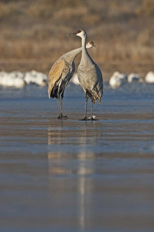 Images Dated 4th December 2009: Sandhill Crane (Grus canadensis) at roost, New Mexico