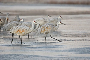 Safety Prints: Sandhill Crane (Grus canadensis) at roost, New Mexico