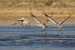 Images Dated 4th December 2009: Sandhill Crane (Grus canadensis) running on ice as they take flight, New Mexico