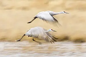 Images Dated 26th November 2007: Sandhill Crane (Grus canadensis) in running take-off from roost at Bosque del Apache