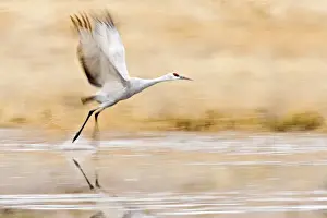 Sandhill Crane (Grus canadensis) in running take-off from roost at Bosque del Apache