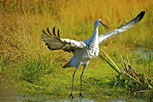 Images Dated 12th October 2017: Sandhill crane, Grus canadensis taking flight