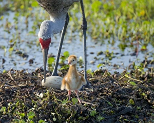 Ephemeral Pool Prints: Sandhill crane inspecting second egg, Grus canadensis, Florida, wild