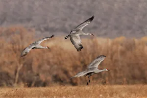 Migrating Prints: Sandhill crane landing. Bosque del Apache National Wildlife Refuge, New Mexico
