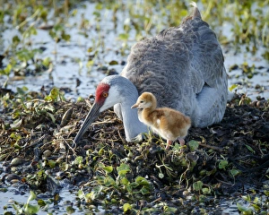Wetlands Prints: Sandhill crane on nest with 2 day old colt