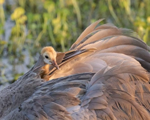 Images Dated 7th April 2015: Sandhill crane on nest with baby on back, Grus canadensis, Florida, wild