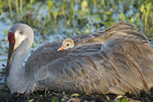 Images Dated 10th April 2015: Sandhill crane on nest with baby on back, Grus canadensis, Florida, wild