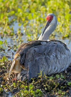 Ephemeral Pool Prints: Sandhill crane on nest with one day old colt peaking out of feathers, Grus canadensis