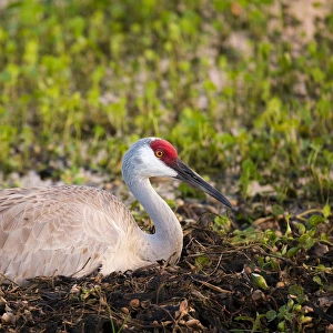 Vernal Ponds Prints: Sandhill crane on nest after sunset, Grus canadensis, Florida, wild
