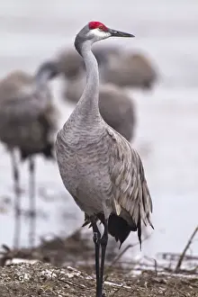 Kearney Prints: Sandhill crane on the Platte River during spring migration near Kearney, Nebraska, USA