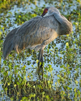 Wetlands Prints: Sandhill crane resting, Grus canadensis, Florida, wild