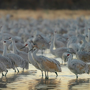 Juvenile Prints: Sandhill crane roosting pond at sunrise, Bernardo Wildlife Area, New Mexico