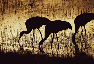 Central Flyway Prints: Sandhill crane silhouetted, Bosque del Apache National Wildlife Refuge, New Mexico