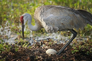 Nesting Prints: Sandhill crane squatting back on nest, Grus canadensis, Florida, wild