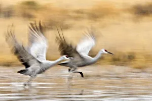 Images Dated 26th November 2007: Sandhill Cranes