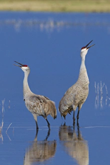 Fauna Prints: Sandhill Cranes Calling