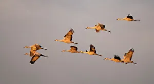 Crane Prints: Sandhill cranes come in for the night in the Sacramento Valley