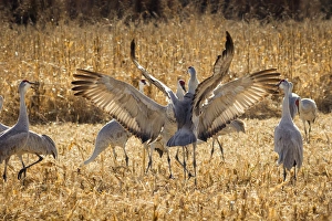Images Dated 20th November 2014: Sandhill Cranes in the corn fields, Grus canadensis, Bosque del Apache NWR
