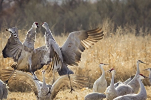 Central Flyway Prints: Sandhill Cranes in the corn fields, Grus canadensis, Bosque del Apache NWR