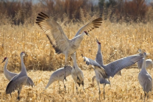 Images Dated 20th November 2014: Sandhill Cranes in the corn fields, Grus canadensis, Bosque del Apache NWR