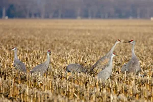 Images Dated 5th January 2024: Sandhill cranes in cornfield in Nebraska during spring migration