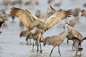 Trending: Sandhill cranes dancing on the Platte River near Kearney, Nebraska, USA