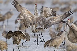 Images Dated 20th March 2012: Sandhill cranes dancing on the Platte River near Kearney, Nebraska, USA