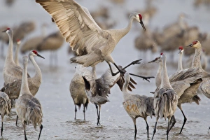 Images Dated 20th March 2012: Sandhill cranes dancing on the Platte River near Kearney, Nebraska, USA