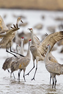 Images Dated 20th March 2012: Sandhill cranes dancing on the Platte River near Kearney, Nebraska, USA