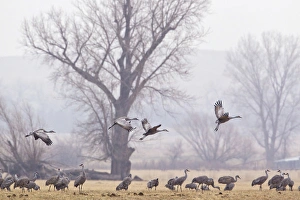 Migration Prints: Sandhill cranes feeding in fields near North Platte, Nebraska, USA
