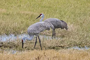 Sandhill Cranes feeding in the marsh, Deland, Florida, USA