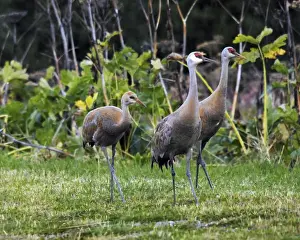 Images Dated 7th September 2012: Sandhill Cranes feeding behind Wasabi Restaurant; Homer; Alaska; USA