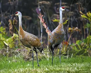 Homer Prints: Sandhill Cranes feeding behind Wasabi Restaurant; Homer; Alaska; USA
