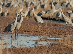 High Desert Prints: Sandhill cranes in field, Bernardo Wildlife Area, New Mexico