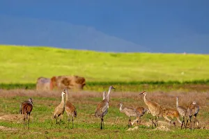 Flathead Valley Prints: Sandhill cranes in the Flathead Valley, Montana, USA