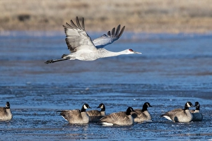 Waterfowl Prints: A sandhill cranes flies over Canadian geese of Bosque del Apache National Wildlife Refuge
