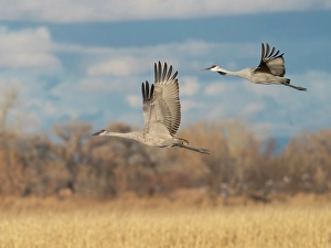 Juvenile Prints: Sandhill cranes in flight, Bernardo Waterfowl Management Area, New Mexico