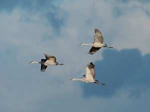 Images Dated 26th August 2024: Sandhill cranes in flight, Bernardo Wildlife Area, New Mexico