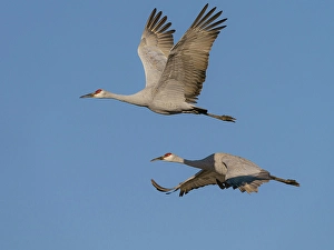 Central Flyway Prints: Sandhill Cranes in flight, Bosque del Apache National Wildlife Refuge, New Mexico