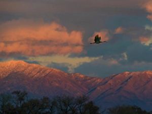Snow Covered Prints: Sandhill cranes in flight coming in to roost at sunset