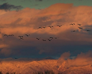Snow Covered Prints: Sandhill cranes in flight coming in to roost at sunset