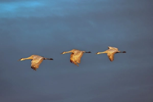 Migrating Prints: Sandhill cranes in flight formation
