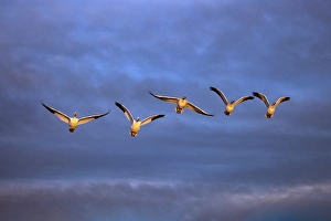 Migrating Prints: Sandhill cranes in flight formation
