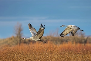 Migrating Prints: Sandhill cranes in flight formation