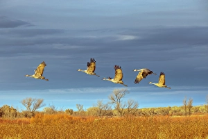 Migrating Prints: Sandhill cranes in flight formation