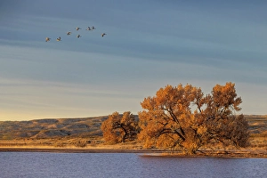 Migrating Prints: Sandhill cranes in flight formation
