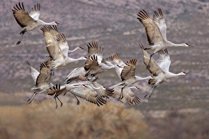 Images Dated 17th January 2024: Sandhill cranes in flight formation